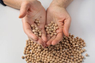 Yaşlı bir kadın elleriyle garbanzo fasulyesi topluyor. İzole edilmiş.