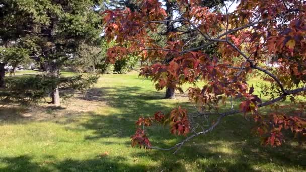 Belles Feuilles Rouges Jaunes Érable Tatar Jour Automne Chaud — Video