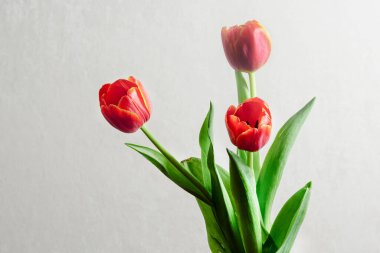 Küçük cam bir vazoda sarı kenarlı üç kırmızı lale..