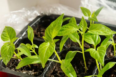 Küçük tatlı biber tohumları plastik bir kabın içinde. Baharda bahçeye biber ekmek için tohumlar..