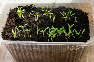 Yerden az önce küçük biber tohumları çıktı. Bahar bahçıvanlığı için ekin malzemeleri..