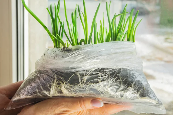Bir kadın içinde yeşil soğan fidanları olan plastik bir çanta tutuyor. Şeffaf torbadan soğan kökleri görünür..