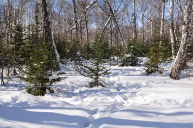 Karda gömülü bir çiçek ve huş ağacı ormanı. Kış haftasonu konsepti. Parkta yürü..