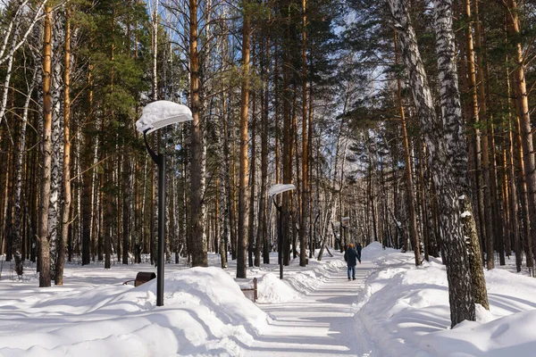 An alley cleared of snow in a pine forest. Winter weekend concept. Walking in the park.