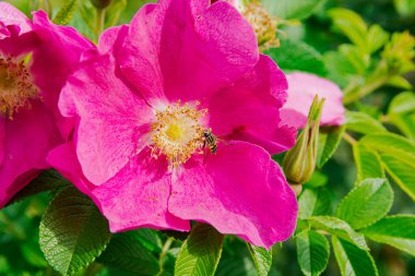 Arı, pembe gül çiçeğinin erkek organlarını döller..