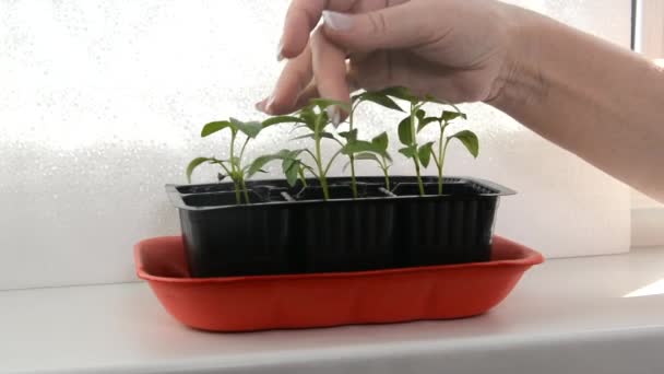 Kvinna Vattnar Pepparplantor Plastbehållare Behållare Med Plantor Fönsterbrädan Rummet — Stockvideo