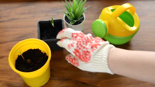 Una Mujer Con Guantes Jardinería Regando Una Pequeña Planta Una — Vídeo de stock