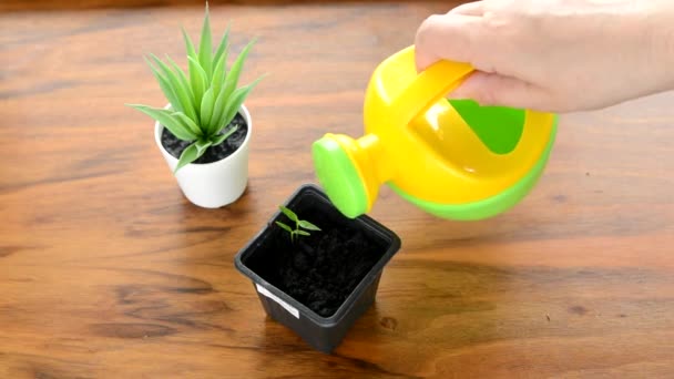 Woman Watering Small Houseplant Plastic Pot — Stock Video