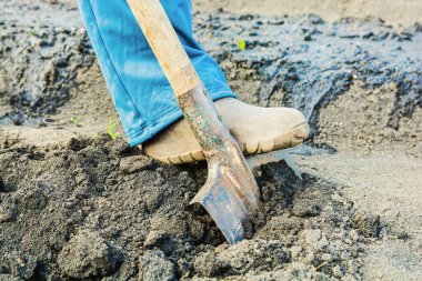 Bahçede kürekle toprak kazmak. Bahçe işleri için toprağı hazırlıyorum. Yakın plan..