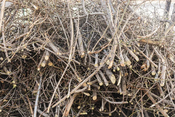 The sawn and felled branches from old trees were piled up in large heaps. Sanitary cutting of old trees.