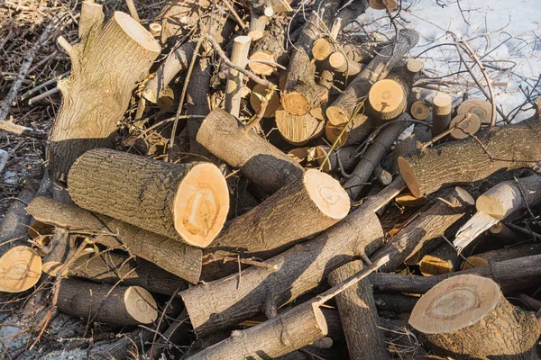 Sawed tree trunks. The felled trees were sawn into stumps. Old trees are being cut down in cities.