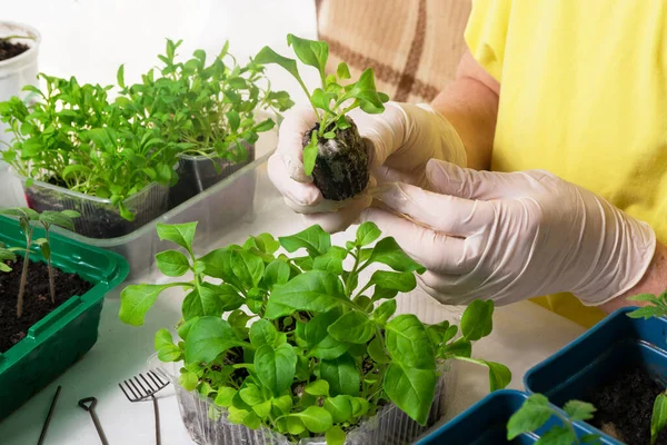 A woman holds in her hands a seedling that has grown from a peat tablet. Transplanting seedlings. Spring work in the garden.