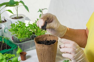 Bir kadın ayrı bir turba tenceresine domates tohumu naklediyor. Bahçedeki bahar baharı için sebze fideleri hazırlıyorum..