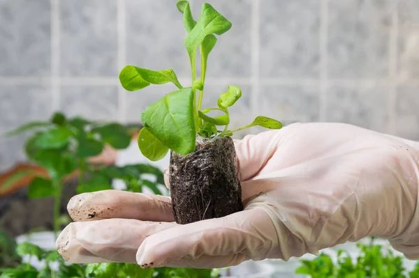 A woman holds in her hand a seedling of petunia, which has grown from a peat tablet. Transplanting seedlings into peat pots. Spring gardening concept.