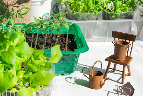 Young Seedlings Flowers Tomatoes Peppers Prepared Planting Garden Spring Summer — Stock Photo, Image