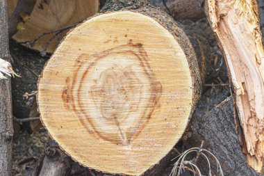 Eski bir ağacın gövdesinden yeni kesilmiş. Yıllık halkalar kesikte görülebilir. Şehirlerde eski ağaçlar kesilir..