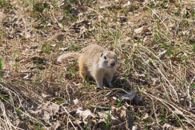 Küçük kahverengi bir tarla sincabı kuru çimenlerde dört ayak üstünde duruyor..