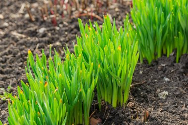 Baharda bahçede çiçek açmaya hazırlanan yeşil nergis sapları..