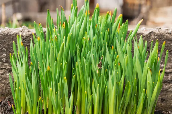 Tallos Verdes Narcisos Jardín Primavera Los Narcisos Pronto Comenzarán Florecer —  Fotos de Stock