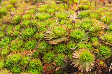 Saksafon bitkisinin yeşil yapraklarının yakın çekimi.