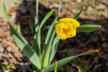 Sarı nergis çiçeğinin tomurcuğu çiçek açmak üzere..