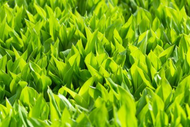 Vadinin yeşil yaprakları, arka plan olarak güneş tarafından aydınlatılmış..