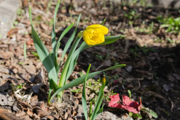 Bourgeon Jonquille Jaune Fleurira Bientôt Dans Jardin — Photo