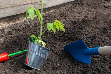 İlkbaharda bir tencereden yere domates fideleri nakletme işlemi. Bahçede sebze yetiştiriyor. Ev hobisi.