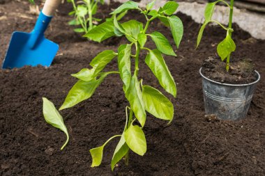 İlkbahar ya da yaz aylarında açık havada nakledilmiş biber fideleri. Biber tohumları toprağa nakledildi..