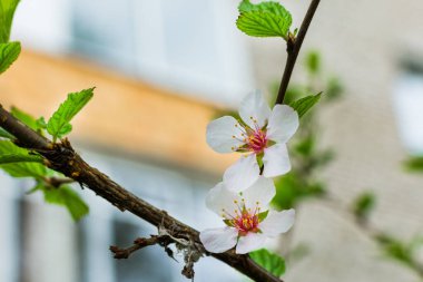 Şehir elma ağaçları baharda beyaz çiçeklerle çiçek açtı..