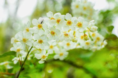 Kuş kiraz ağacının büyük beyaz çiçekleri ormandaki bir ağaca tünemiştir. Makro.