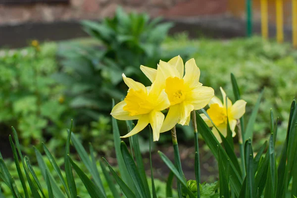 Una Floreciente Flor Narciso Amarillo Crece Jardín —  Fotos de Stock