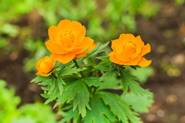 Цветы Оранжевого Купальника Саду Желтый Цветок Троллия Дикое Растение Троллий — стоковое фото