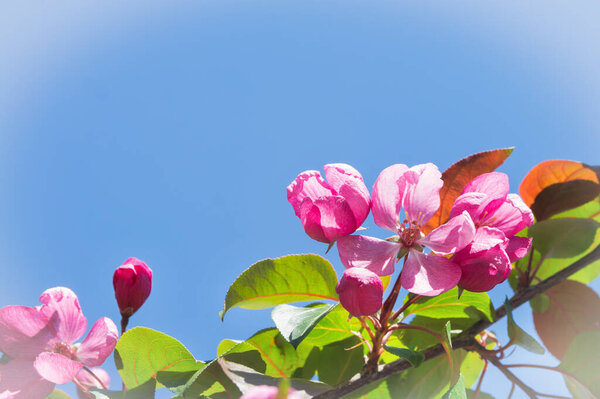 Blue background with a blossoming branch of an apple tree. Red flowers of apple varieties Rudolph against the blue sky.