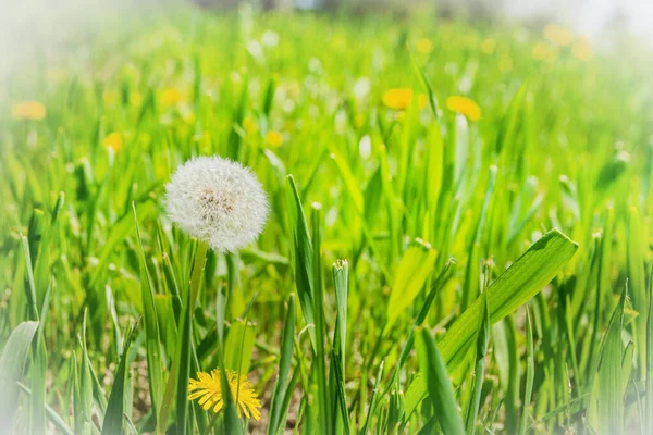 Diente León Blanco Esponjoso Creciendo Césped Verde Bosque —  Fotos de Stock