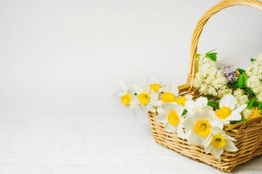 Bahar buketi nergisler, çiçek açan dağ külleri ve sepette leylaklar. Beyaz arka planda bir buket çiçek ve çiçek dalları bulunur. İzole edilmiş.
