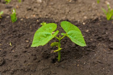 Genç bir fasulye tohumu topraktan yetişiyor. Bahçede sebze yetiştiriyor. Ev hobisi.