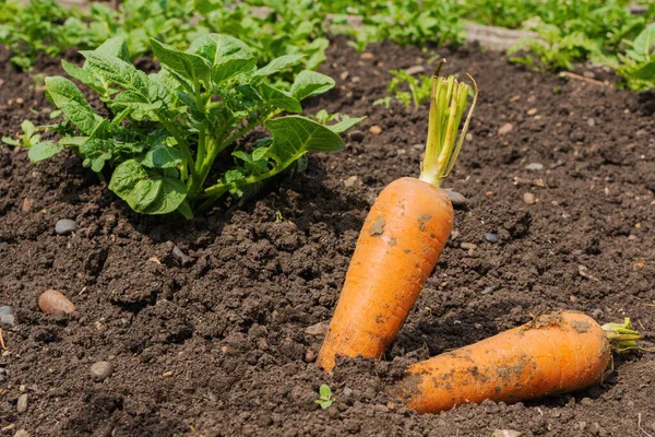 Uma Grande Cenoura Não Lavada Solo Jardim Conceito Colher Legumes — Fotografia de Stock