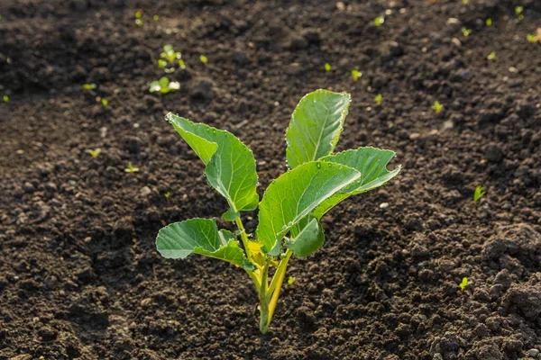 Green sprout of cabbage in organic soil. Seedlings of cabbage against the background of the soil.