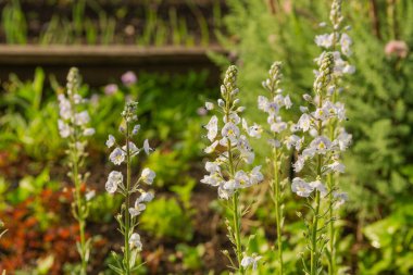 Yazın bahçede bir sürü çiçek açan mor lupin.
