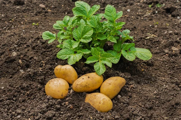 Toprağın arka planında beyaz patates çubukları ve patates filizleri. Beyaz patatesler tarlada yetişir.