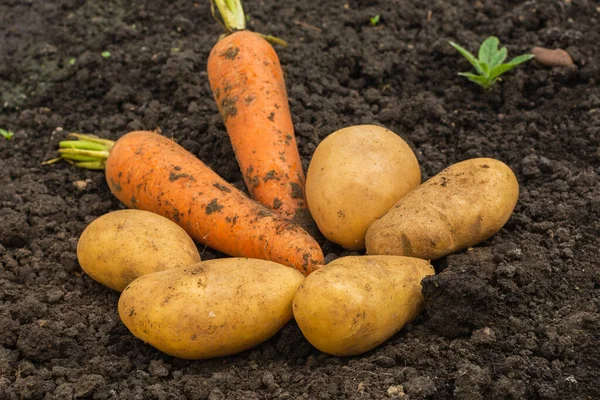 A colheita de vegetais frescos encontra-se no chão no campo. Batatas não lavadas frescas e duas cenouras estão no chão em um campo — Fotografia de Stock