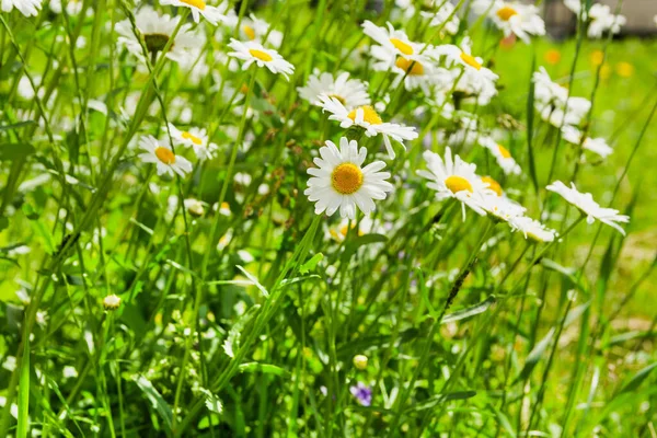 Marguerites blanches dans un champ à l'extérieur en été — Photo