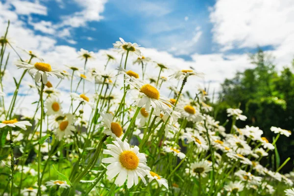 Camomille blanche aux yeux jaunes sur fond de ciel bleu à l'extérieur — Photo