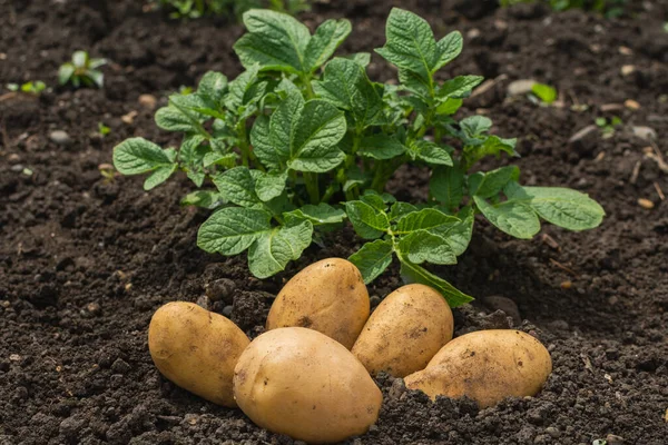 Patates bitkilerinin yanındaki tarlada büyük beyaz patatesler yatıyor. Yeşil arka planda beyaz taze patates..