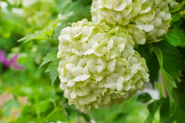 Λευκά Άνθη Του Viburnum Buldenezh Viburnum Ανθίζει Καλοκαίρι Λευκές Μπάλες — Φωτογραφία Αρχείου