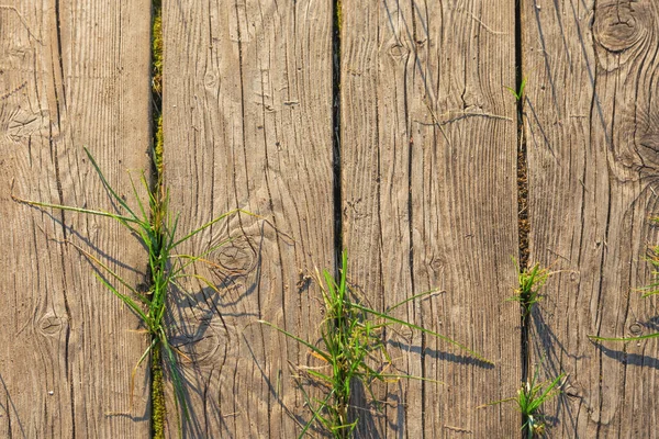 背景として古い天然木の板の床 緑の草は 板を通して成長します — ストック写真
