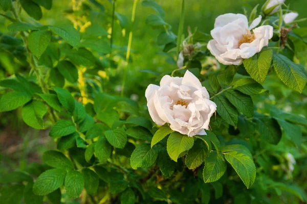 White Rose Hip Flower Green Bush White Rose — Stock Photo, Image