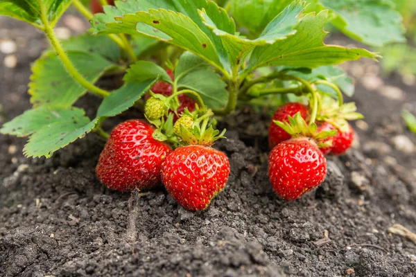 Fresas Rojas Grandes Hojas Verdes Fresas Rojas Crecen Jardín Suelo Fotos De Stock