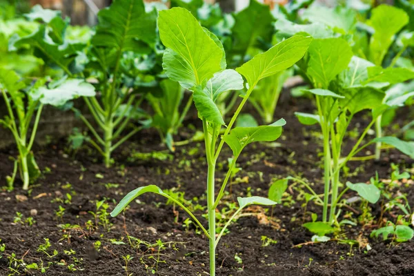 Plantas Repolho Verde Jovem Jardim Verão — Fotografia de Stock